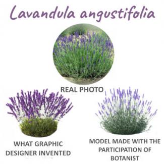 lavenda 3d model